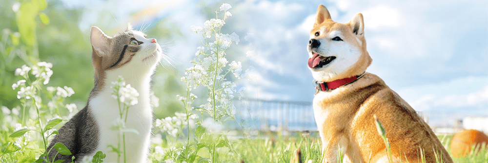 火葬の種類と費用目安