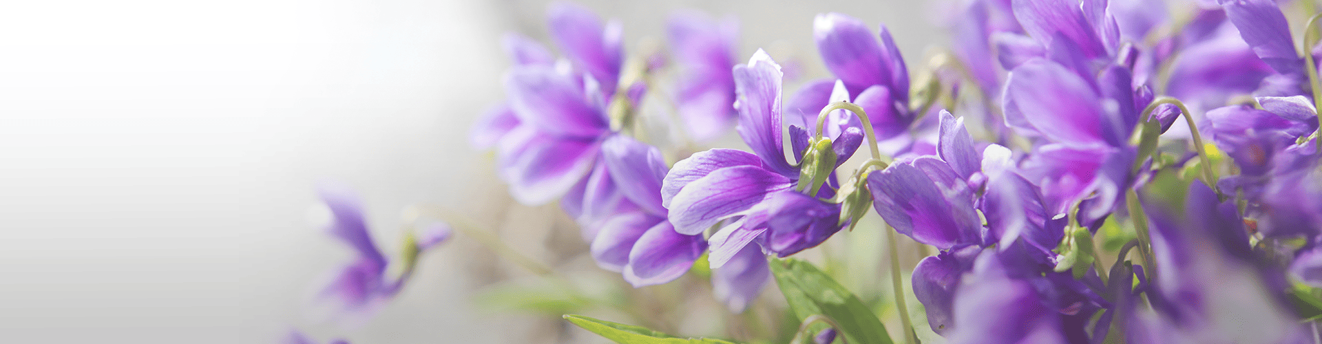 すみれの花の写真
