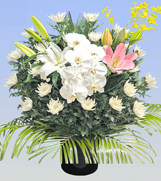 菊