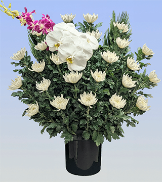 菊